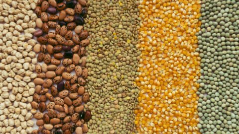 dry grains and seeds