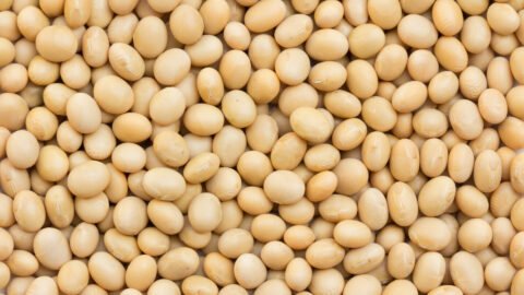 is soy bad for you?