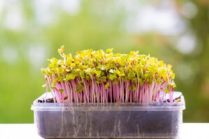 Home-Grown Sprouts