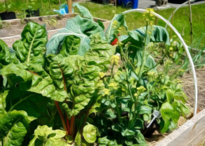 flowers you can eat