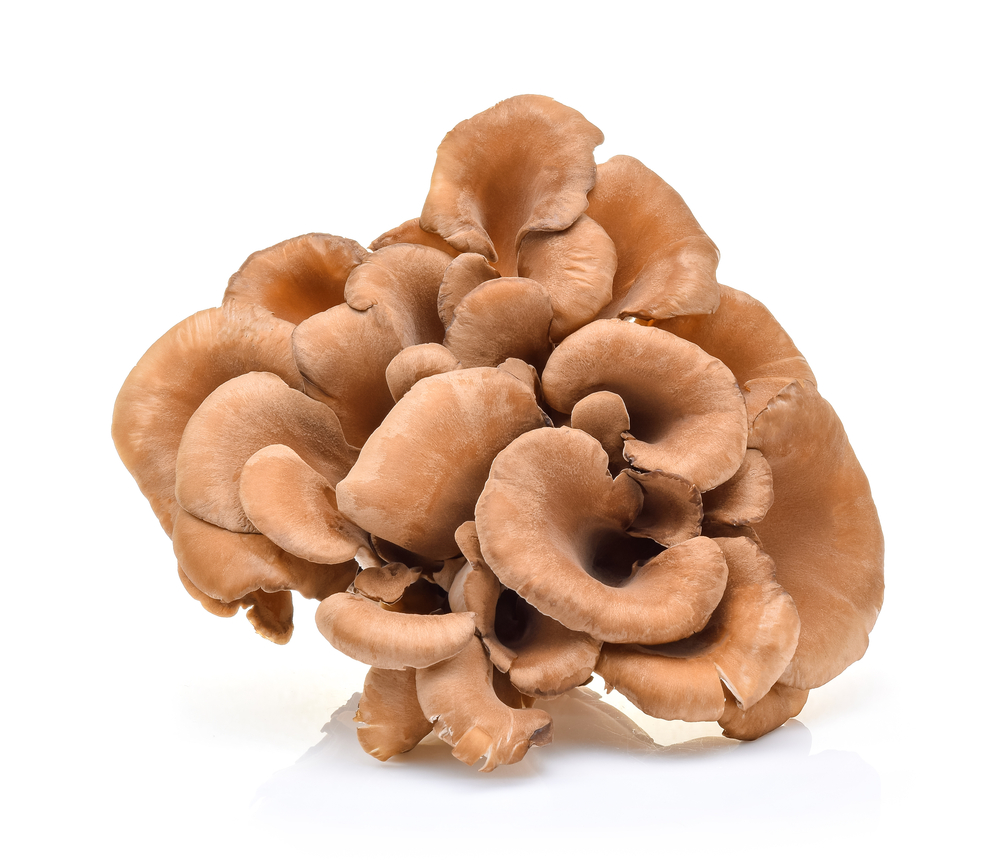 Maitake Mushrooms