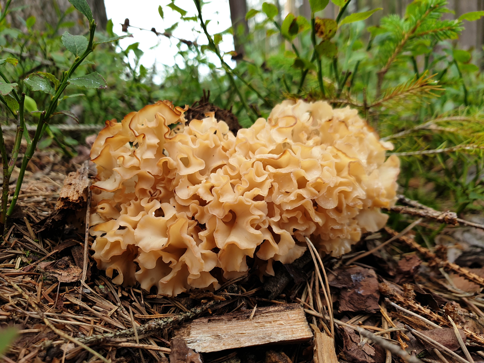 Sparassis crispa (krause glucke) a delicious edible mushroom 