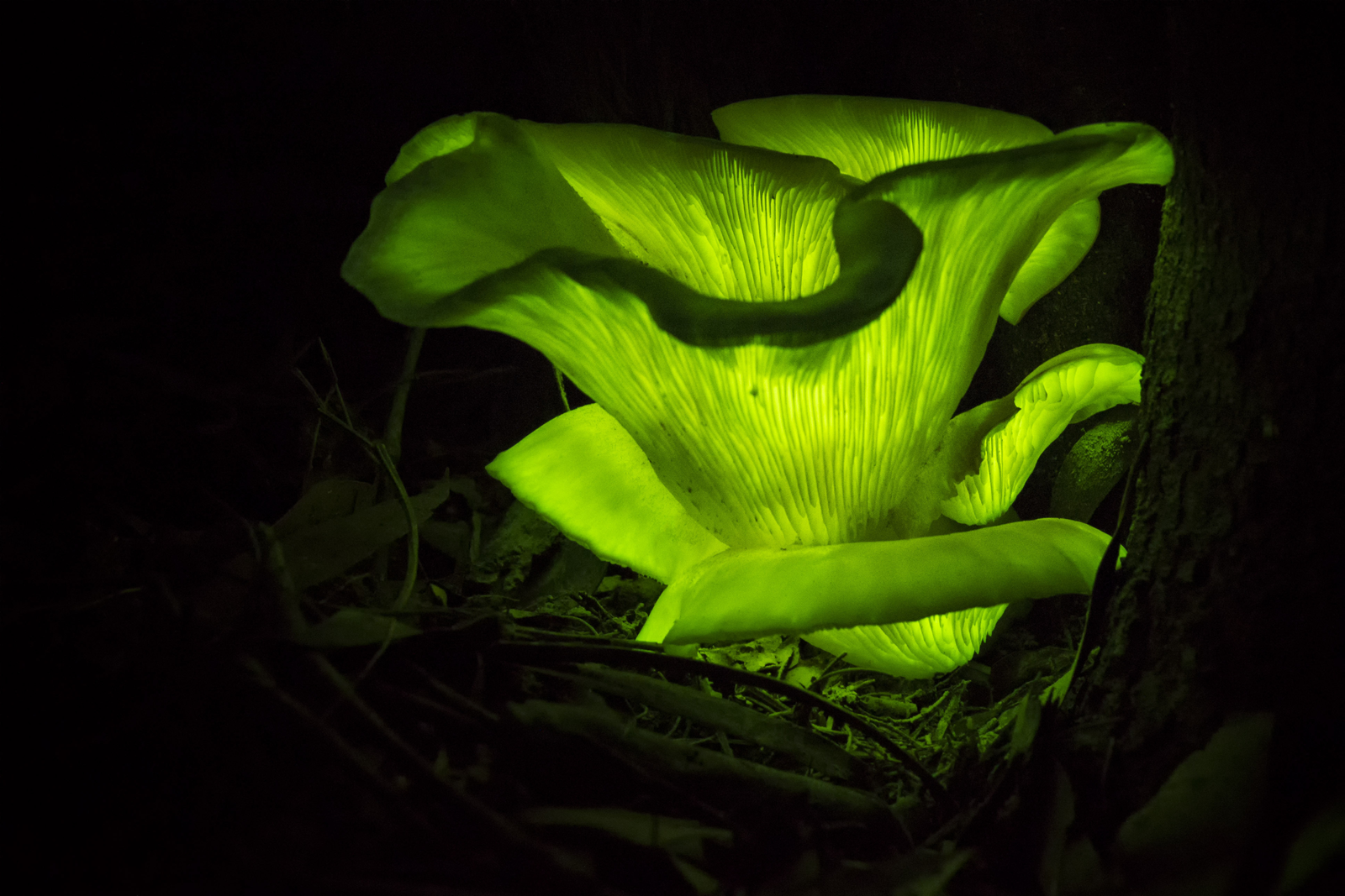 Australian Glow in the dark ghost mushroom Omphalotus nidiformis