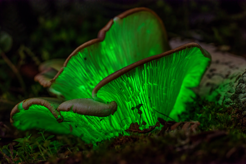 edible mushroom facts