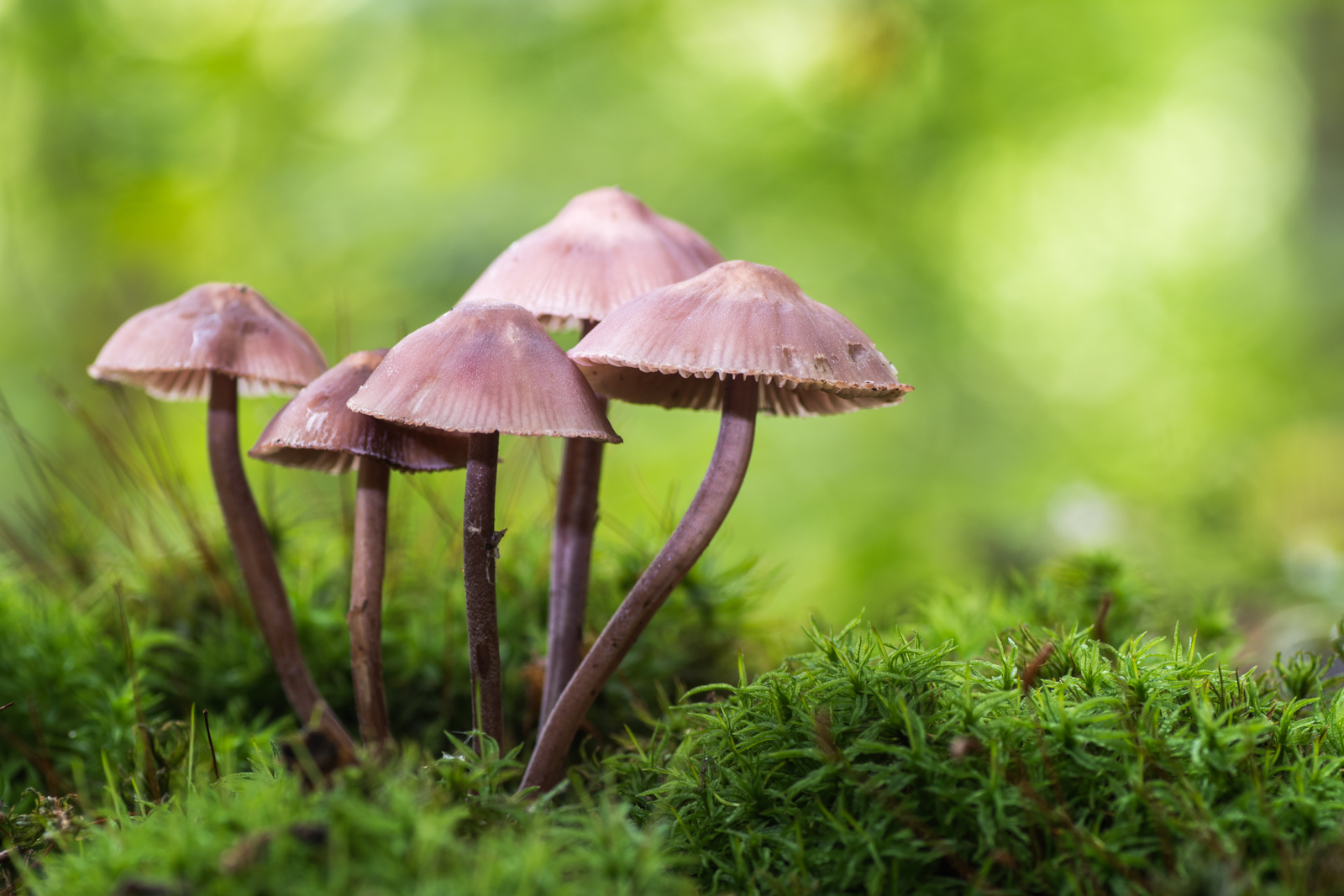 Forest mushrooms (Mycena haematopus), known as the bleeding fairy helmet, the burgundydrop bonnet, or the bleeding Mycena, is a species of fungus in the family Mycenaceae