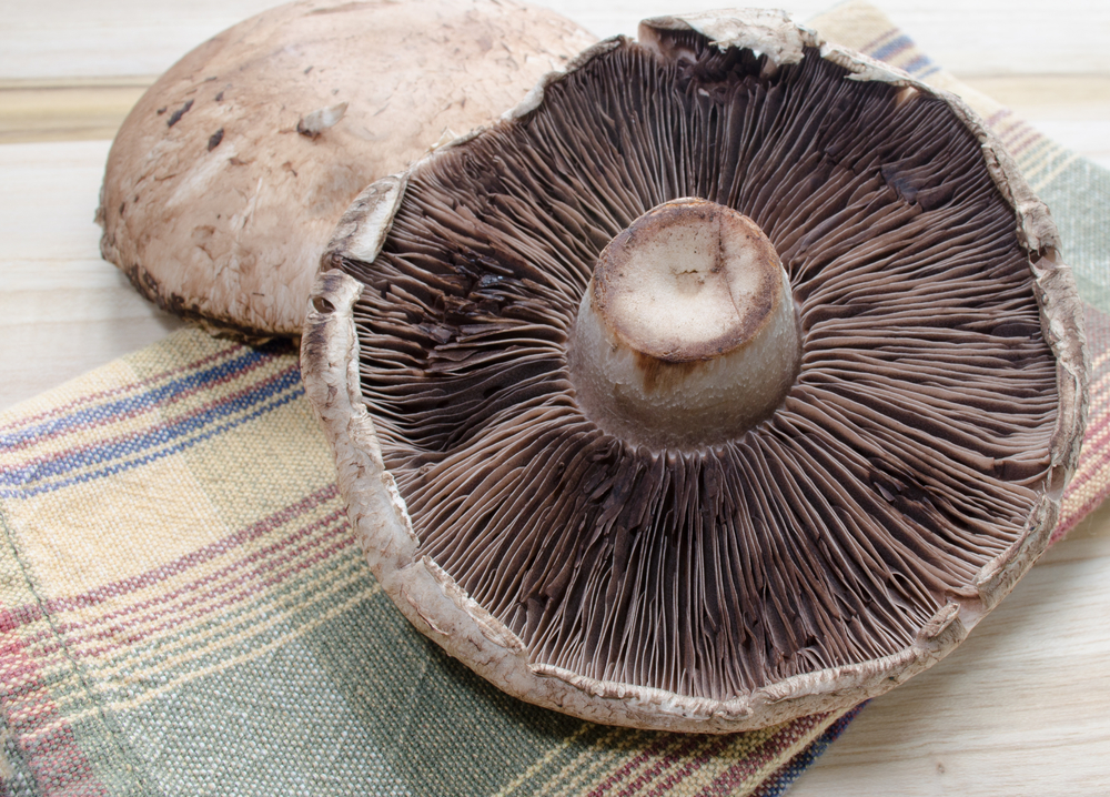 portobella mushroom