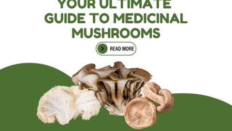 Your Ultimate Guide to Medicinal Mushrooms