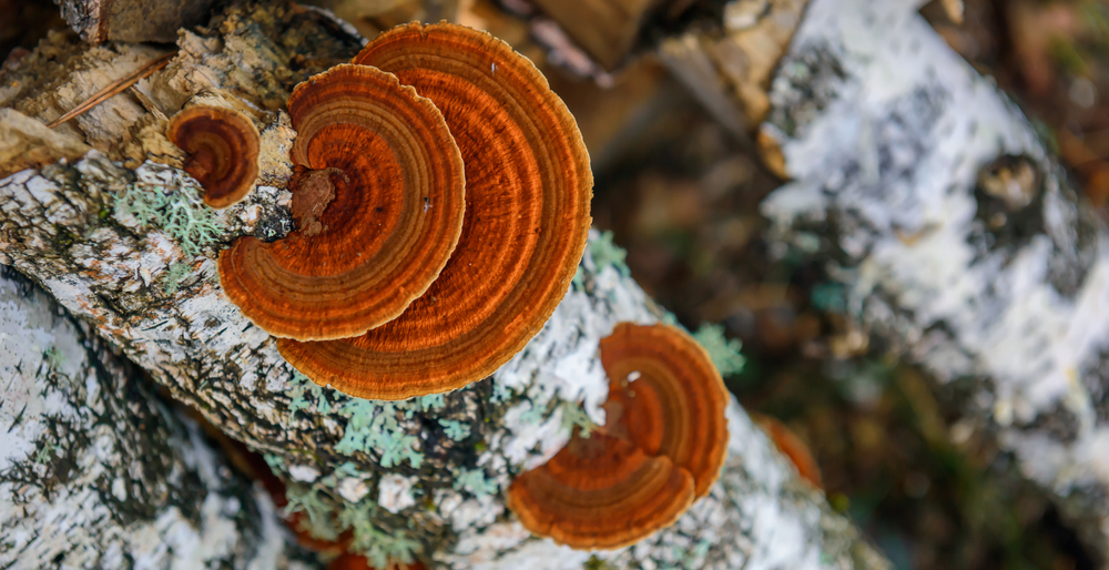 chaga mushrooms