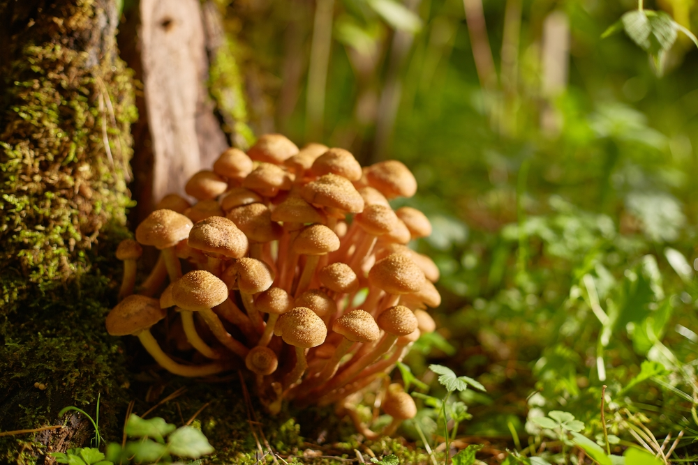 honey mushroom