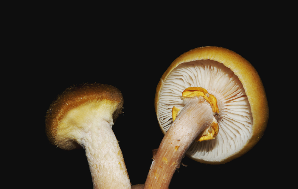 Honey fungus ( Armillaria mellea )