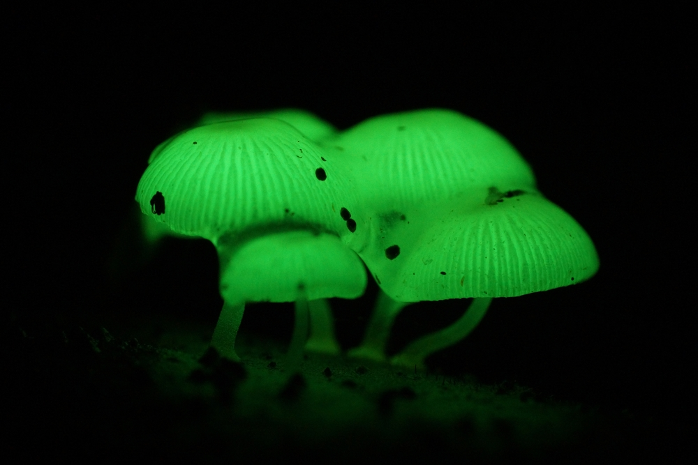 green pepe or Mycena clorophos is one of many bioluminescence fungi