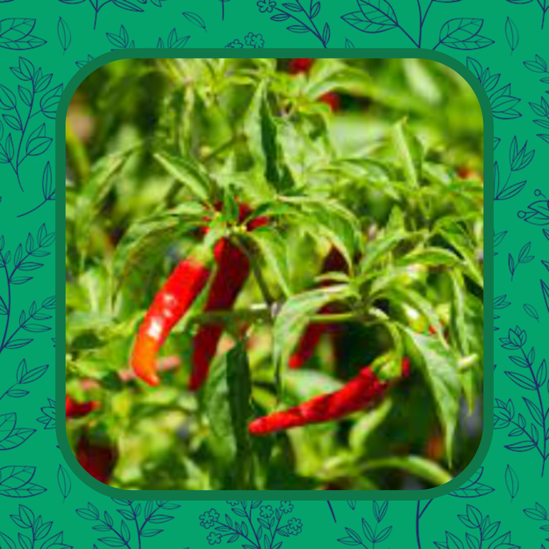 Cayenne
