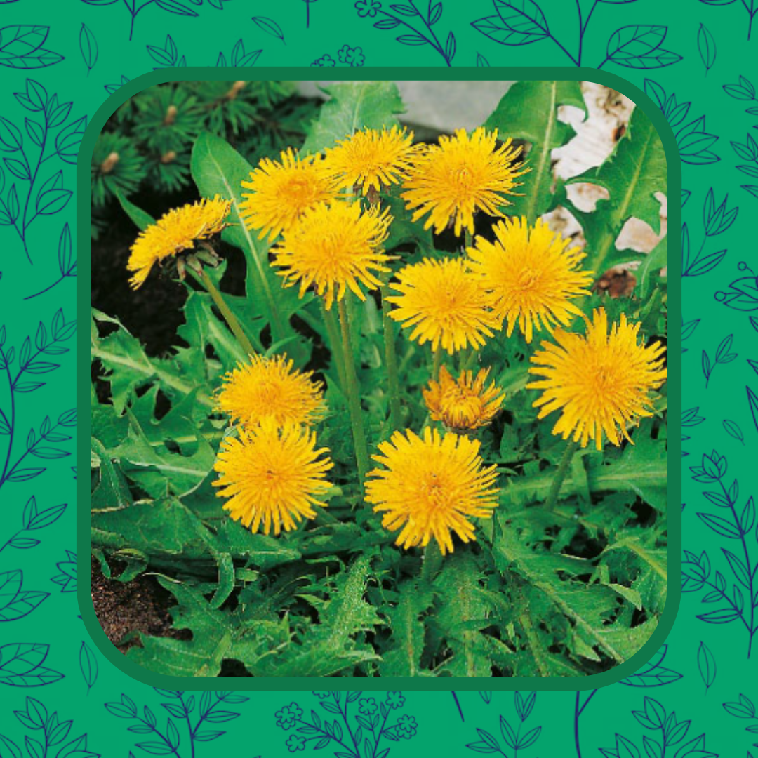 Dandelions