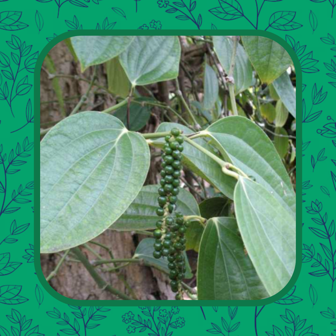 Black Pepper