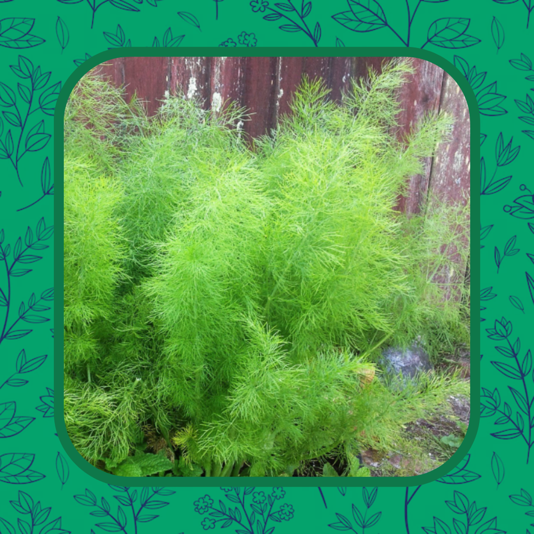 Fennel