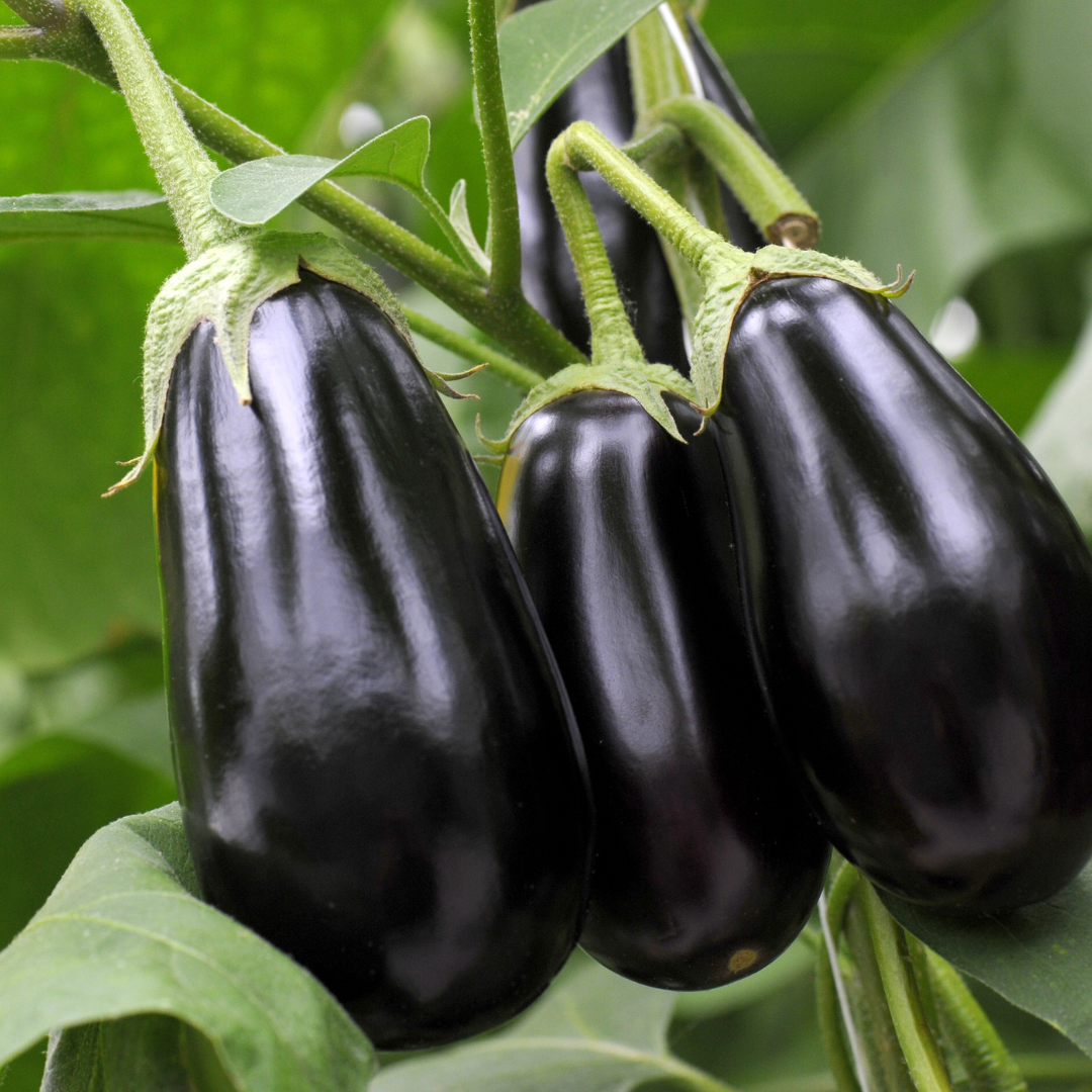Eggplant